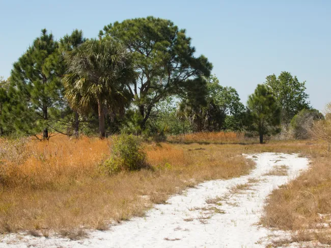 Florida scrub